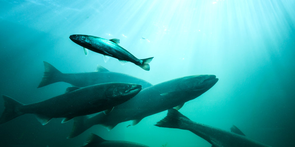 norwegiansalmon.de