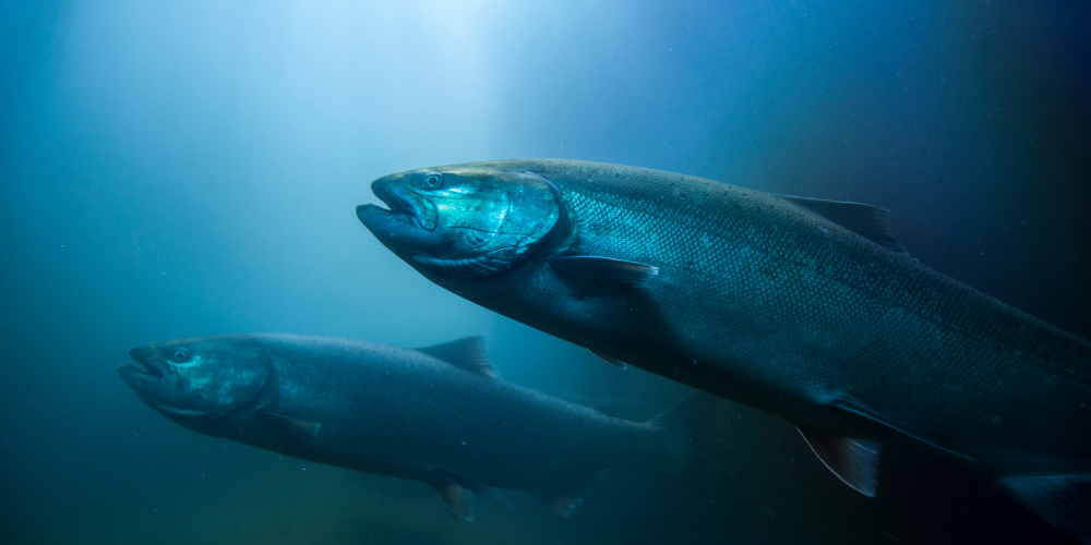 norwegiansalmon.de