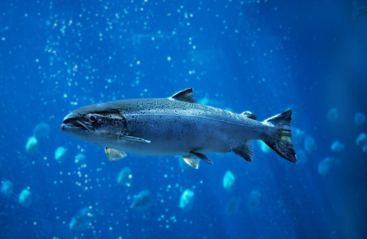 norwegiansalmon.de