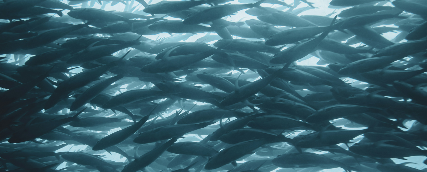 norwegiansalmon.de